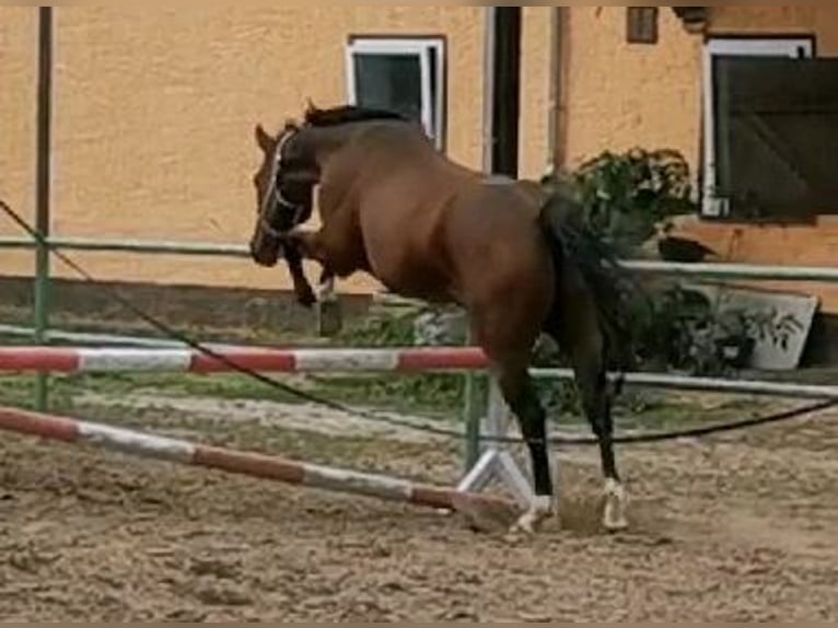 Hanoverian Gelding 18 years 16 hh Brown in Hohenerxleben