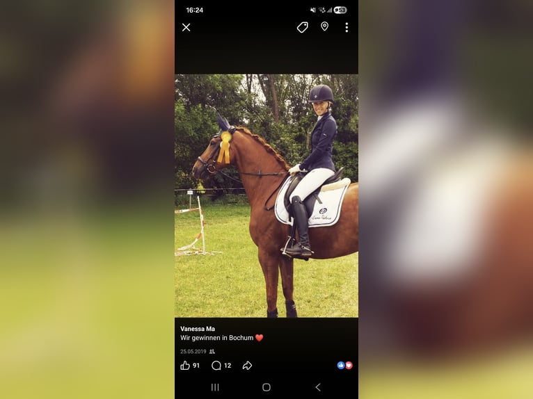 Hanoverian Gelding 18 years 16 hh Chestnut-Red in Bottrop