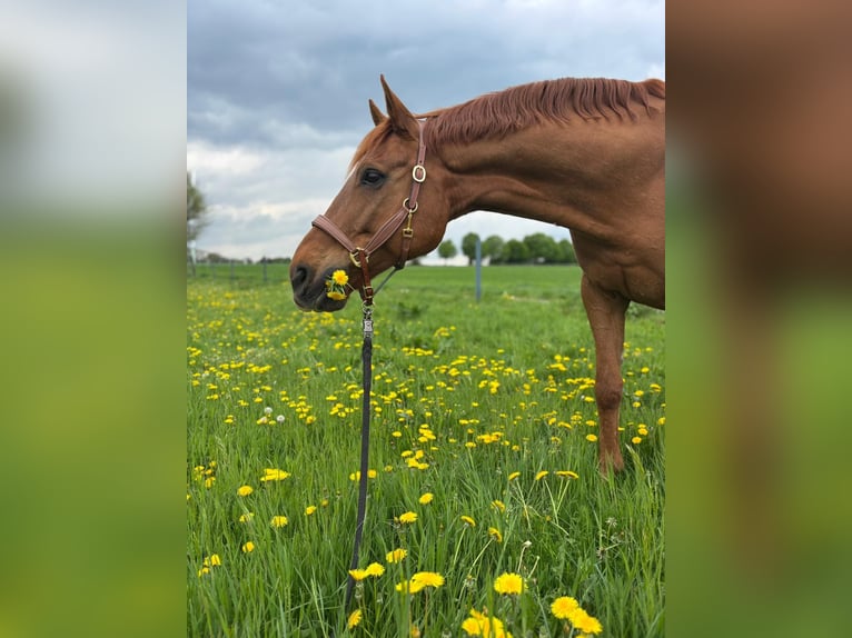 Hanoverian Gelding 18 years 16 hh Chestnut-Red in Bottrop