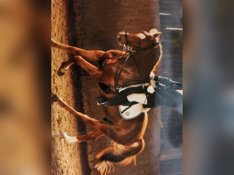 Hanoverian Gelding 18 years 16 hh Chestnut-Red in Adelheidsdorf