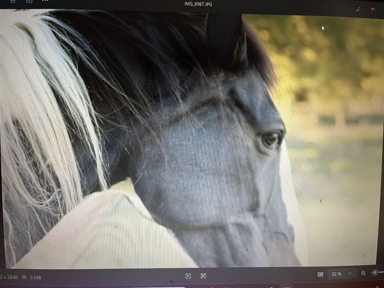 Hanoverian Mix Gelding 18 years 16,1 hh Pinto in Kamp-Lintfort