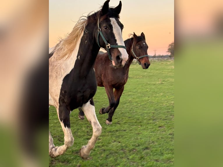 Hanoverian Mix Gelding 18 years 16,1 hh Pinto in Kamp-Lintfort