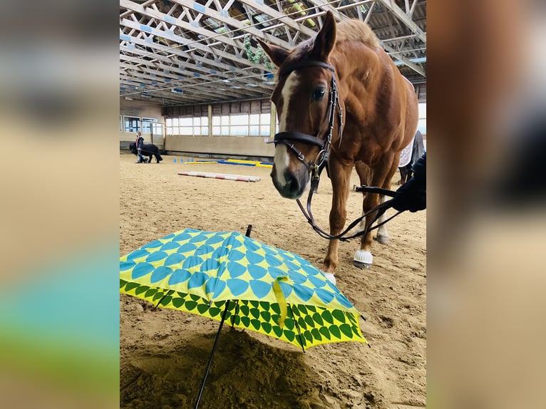 Hanoverian Gelding 18 years 16,2 hh Chestnut-Red in Neuenkirchen