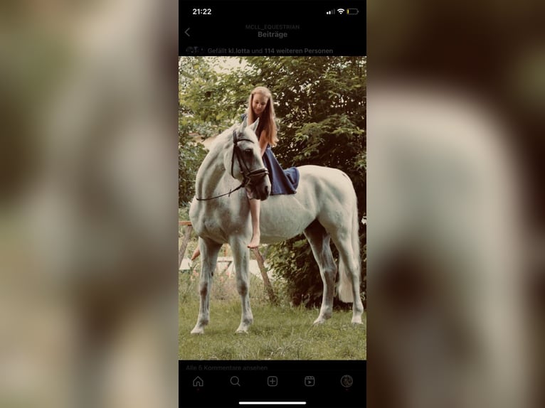 Hanoverian Gelding 18 years 16,2 hh White in Kirchberg an der Murr