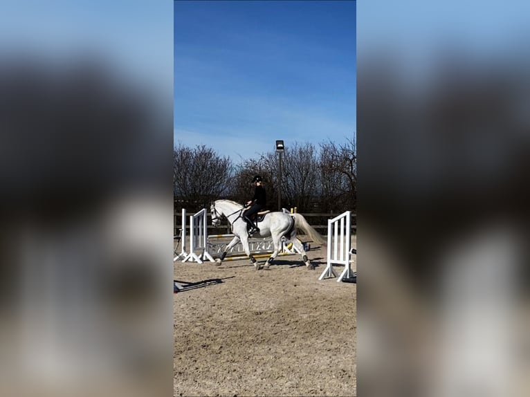 Hanoverian Gelding 18 years 16,2 hh White in Kirchberg an der Murr