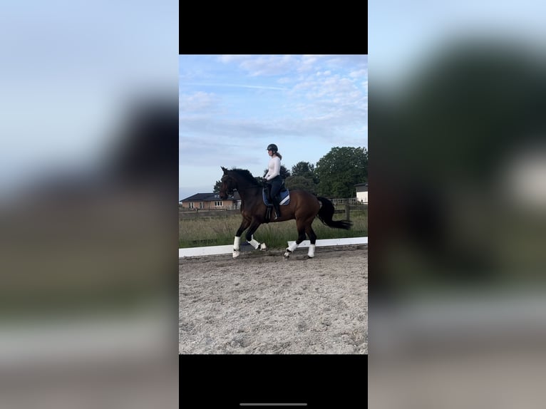 Hanoverian Gelding 18 years 17.2 hh Bay-Dark in Pulheim