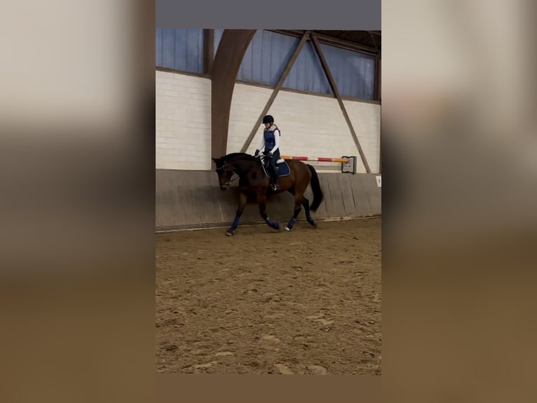 Hanoverian Gelding 18 years 17.2 hh Bay-Dark in Pulheim