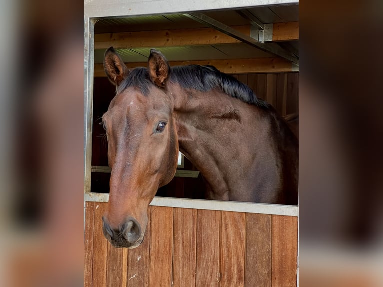 Hanoverian Gelding 18 years 17.2 hh Bay-Dark in Pulheim