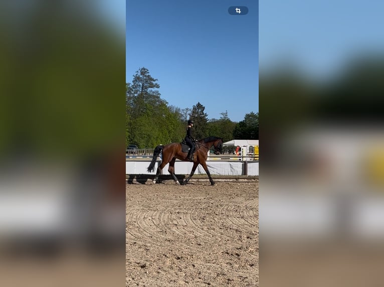 Hanoverian Gelding 18 years 17.3 hh  in Winnenden