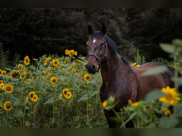 Hanoverian Gelding 18 years 17 hh Bay-Dark in Kellinghusen