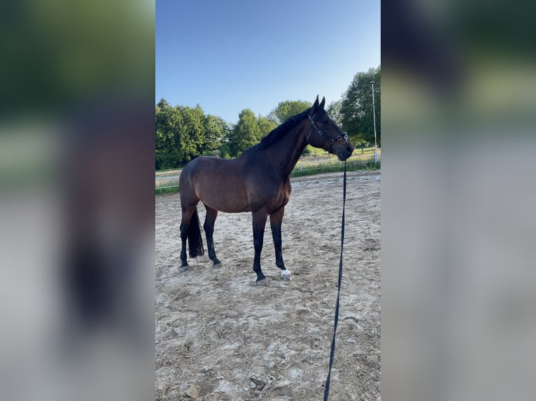 Hanoverian Gelding 18 years 17 hh Bay-Dark in Kellinghusen