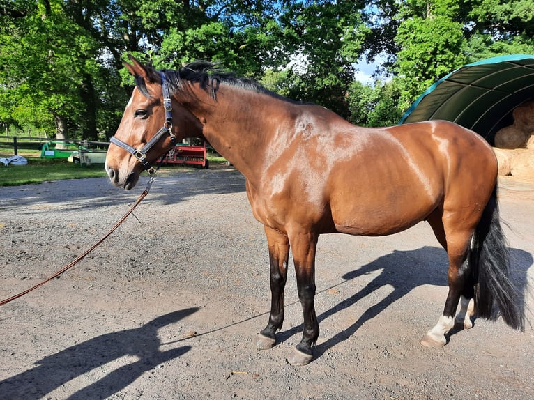 Hanoverian Gelding 18 years 17 hh Brown in Hepstedt