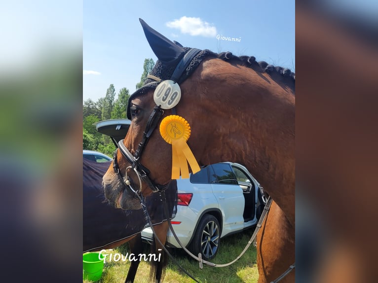 Hanoverian Gelding 18 years 17 hh Brown in Uebigau-Wahrenbrück