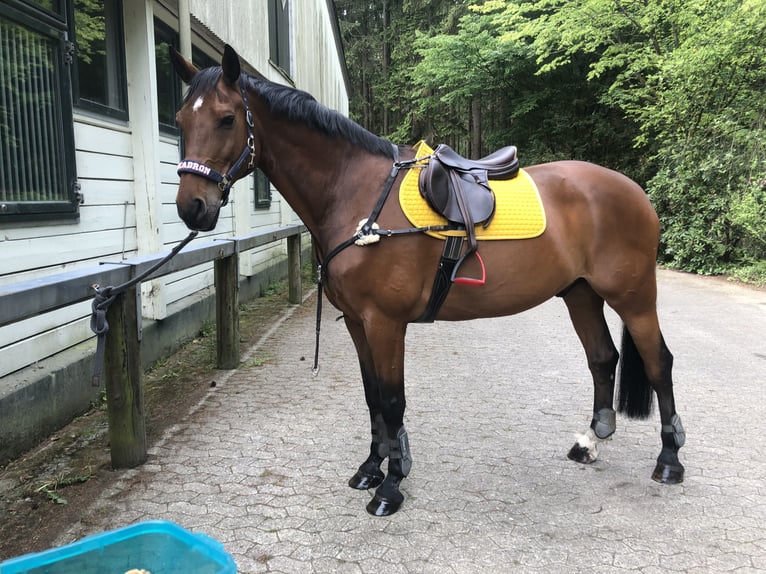 Hanoverian Gelding 18 years 17 hh Brown in Hamburg