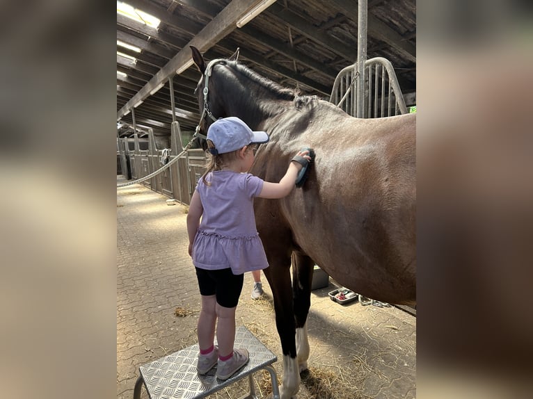 Hanoverian Gelding 18 years 17,1 hh Bay-Dark in Schmalfeld