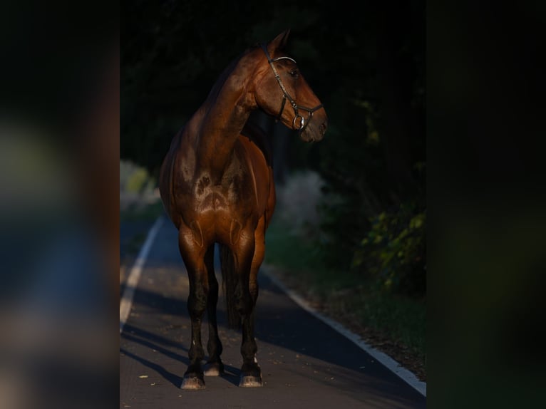 Hanoverian Gelding 18 years 17,2 hh Bay-Dark in Pulheim