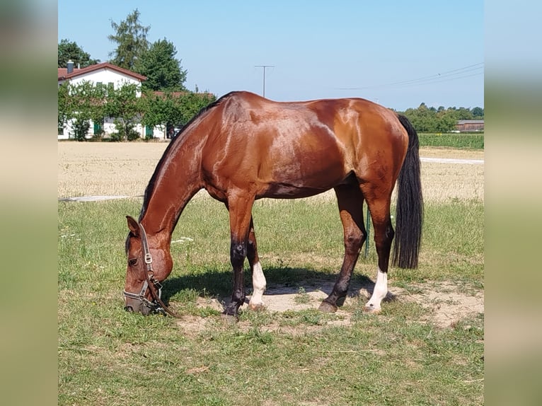 Hanoverian Gelding 18 years in Gro&#xDF;ostheim