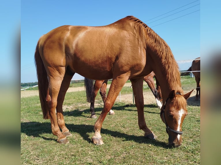 Hanoverian Gelding 18 years in Gro&#xDF;ostheim