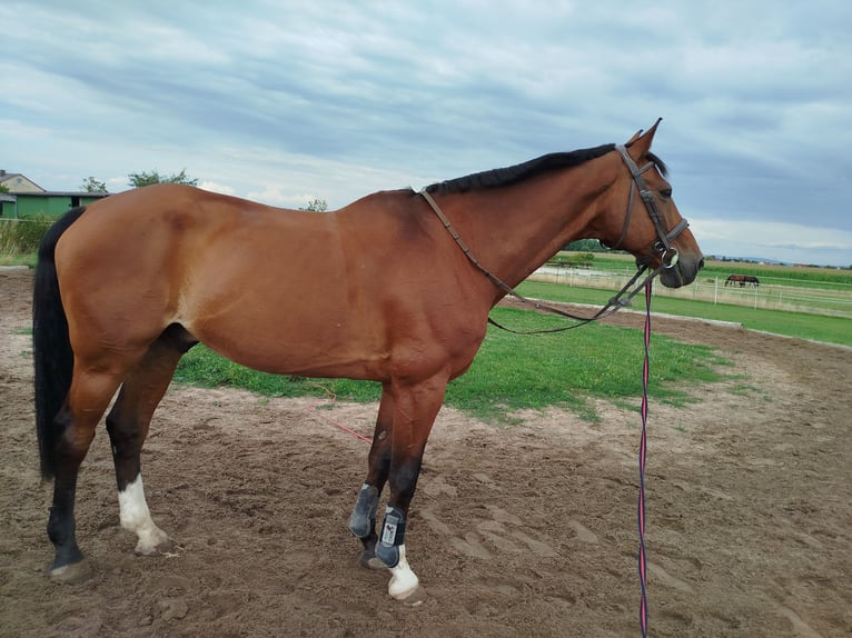 Hanoverian Gelding 18 years in Gro&#xDF;ostheim