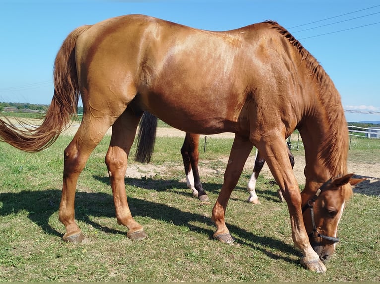 Hanoverian Gelding 18 years in Gro&#xDF;ostheim