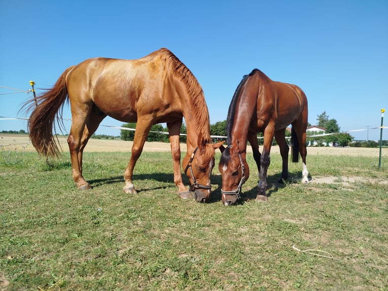 Hanoverian Gelding 18 years in Gro&#xDF;ostheim