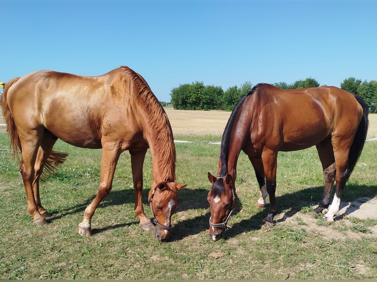 Hanoverian Gelding 18 years in Gro&#xDF;ostheim