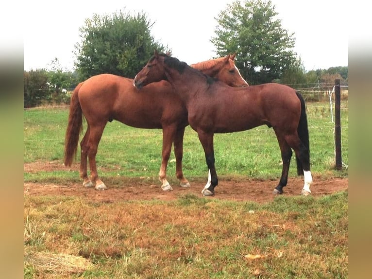 Hanoverian Gelding 18 years in Gro&#xDF;ostheim