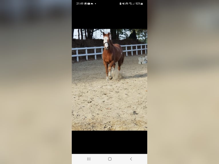 Hanoverian Mix Gelding 19 years 15 hh Sabino in Neuenkirchen-Vörden