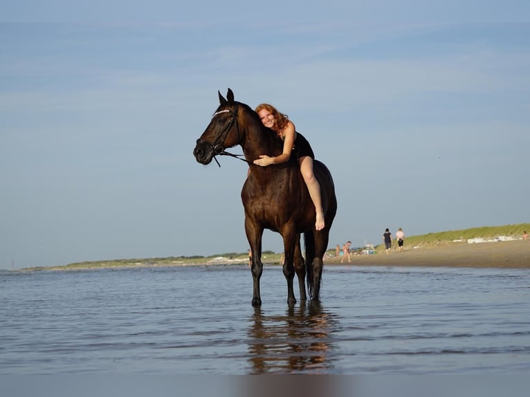 Hanoverian Gelding 19 years 16 hh Bay-Dark in Bad Kreuznach