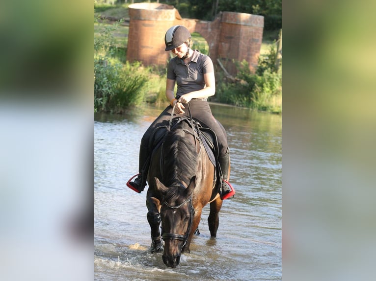 Hanoverian Gelding 19 years 16 hh Bay-Dark in Bad Kreuznach