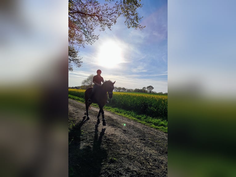 Hanoverian Gelding 19 years 16 hh Brown in Basdahl