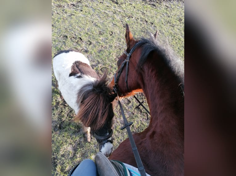 Hanoverian Gelding 19 years 16 hh Brown in Basdahl