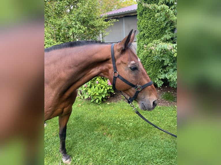 Hanoverian Gelding 19 years 16 hh Brown in Dietramszell