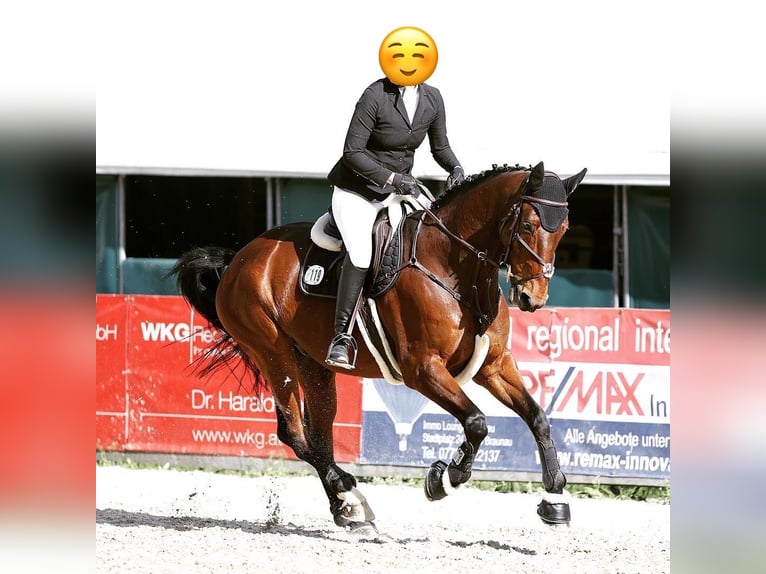 Hanoverian Gelding 19 years 16 hh Brown in Dietramszell