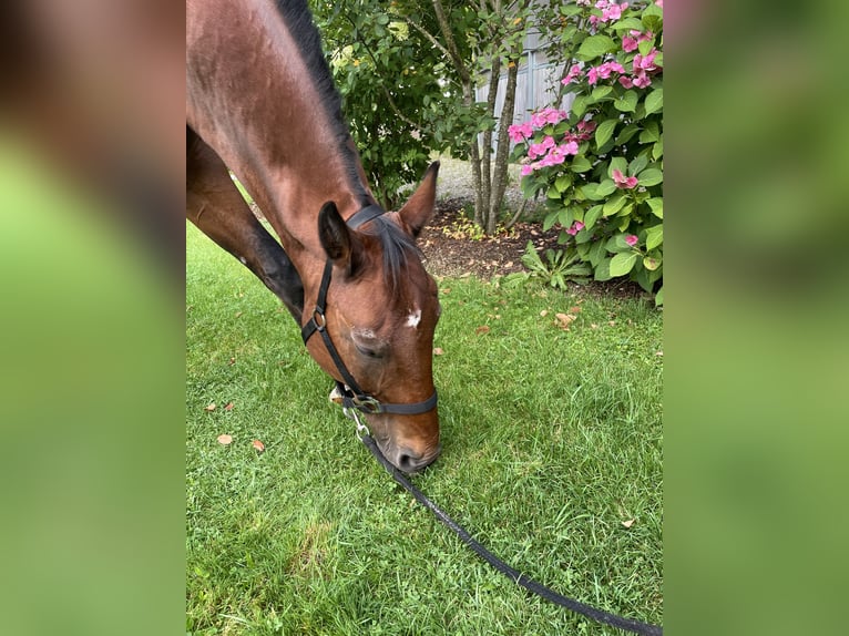 Hanoverian Gelding 19 years 16 hh Brown in Dietramszell
