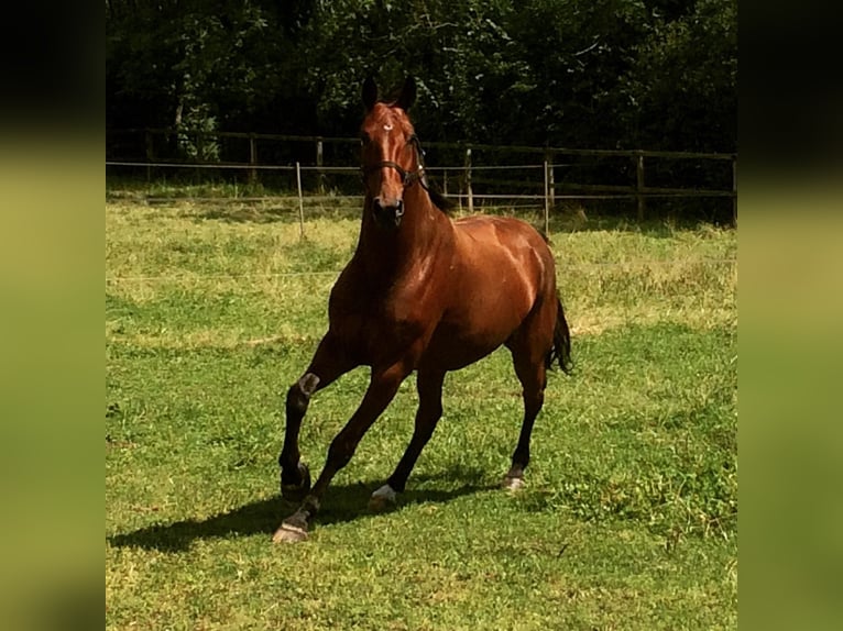 Hanoverian Gelding 19 years 16 hh Brown in Dietramszell