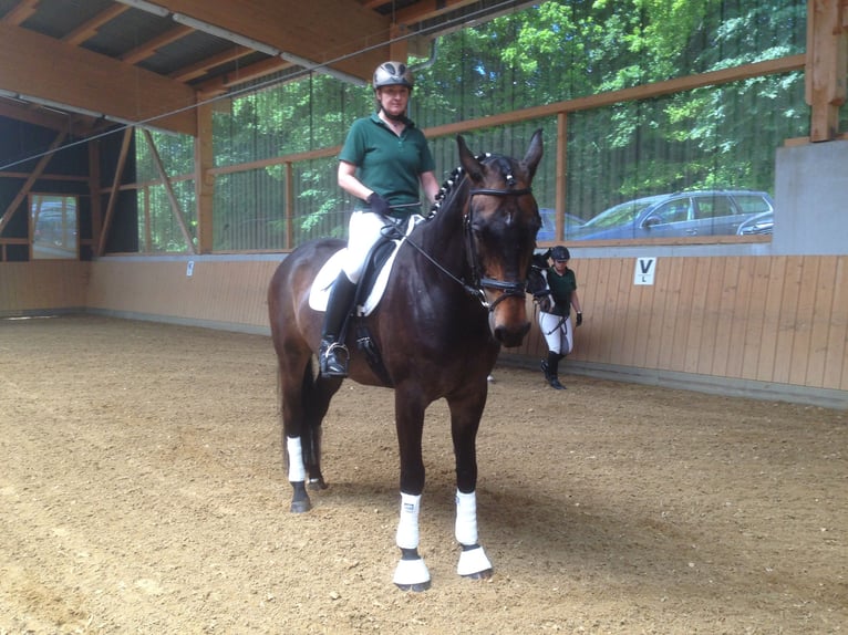 Hanoverian Gelding 19 years 17,1 hh Brown in Taunusstein