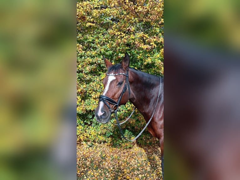 Hanoverian Gelding 19 years 17.1 hh Brown in Königsbrunn