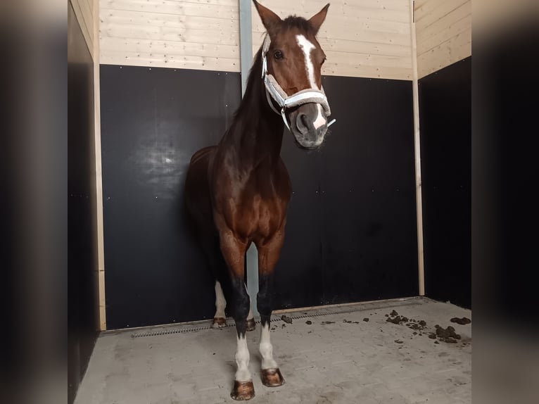 Hanoverian Gelding 19 years 17.1 hh Brown in Königsbrunn