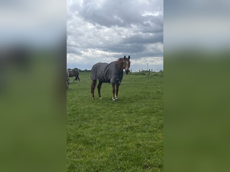 Hanoverian Gelding 19 years 17 hh Chestnut-Red in Niederkrüchten