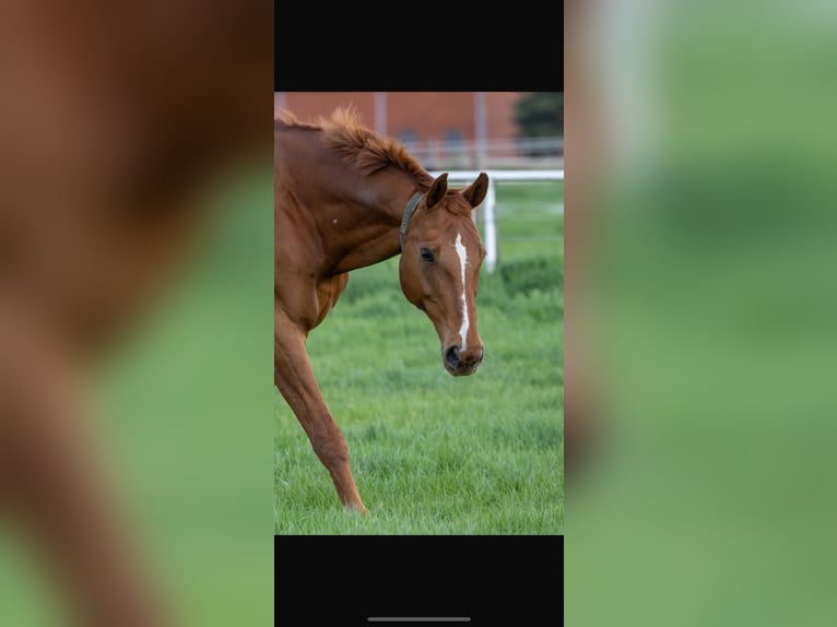 Hanoverian Gelding 19 years 17 hh Chestnut-Red in Niederkrüchten