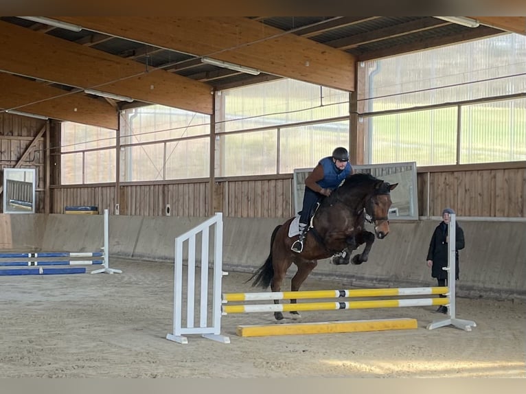 Hanoverian Gelding 19 years 17,1 hh Brown in Bad Endbach