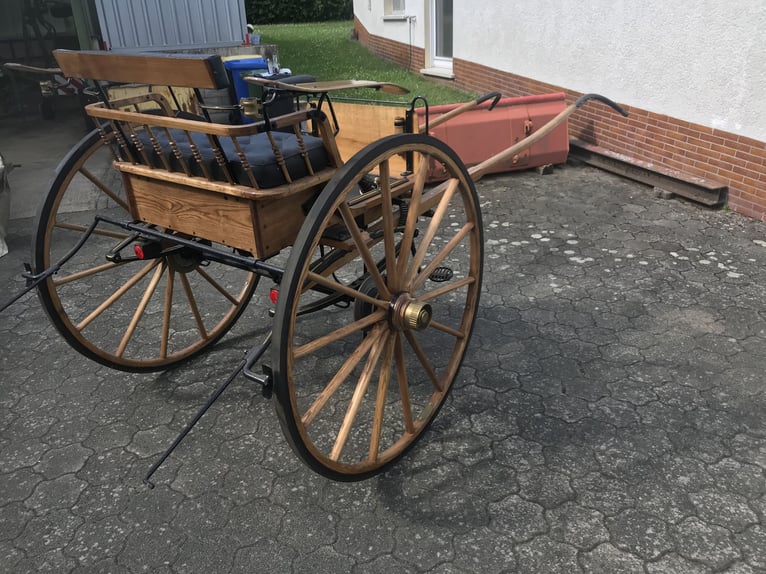Hanoverian Gelding 19 years 17,1 hh Brown in Bad Endbach
