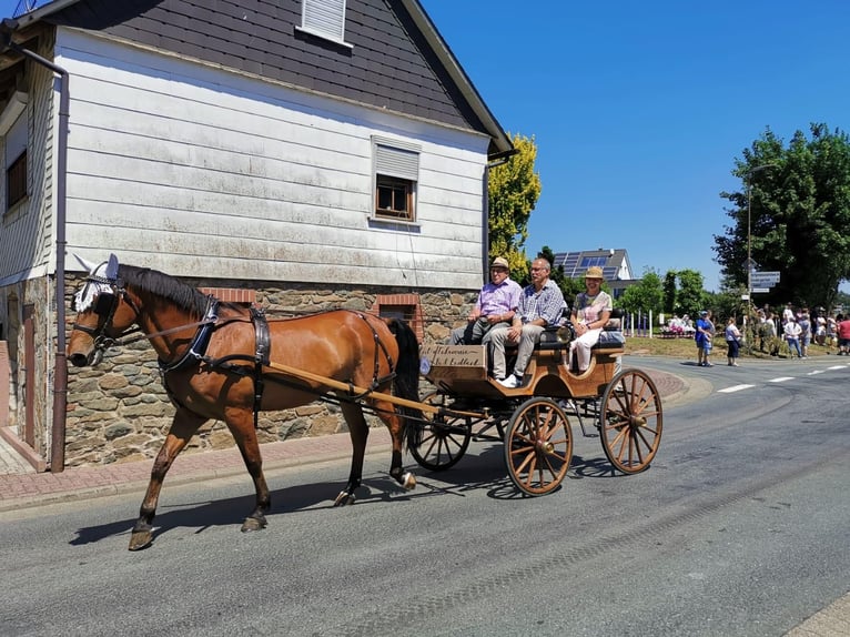 Hanoverian Gelding 19 years 17,1 hh Brown in Bad Endbach