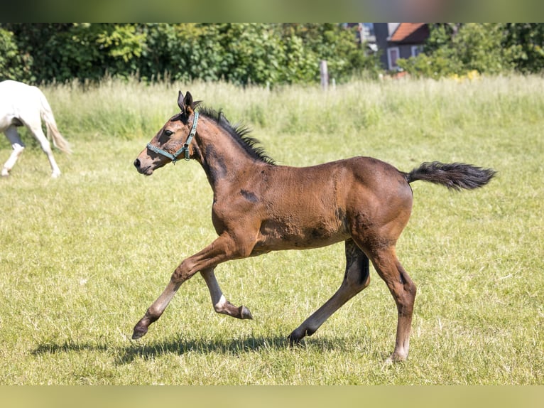 Hanoverian Gelding 1 year 14,1 hh Bay-Dark in Sickte