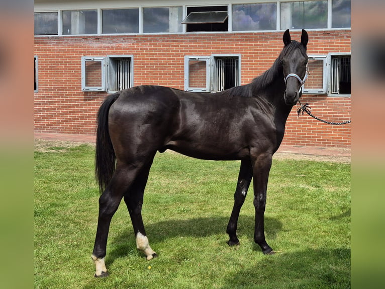 Hanoverian Gelding 1 year 16,1 hh Black in Drentwede