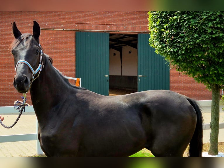 Hanoverian Gelding 1 year 16,1 hh Black in Drentwede