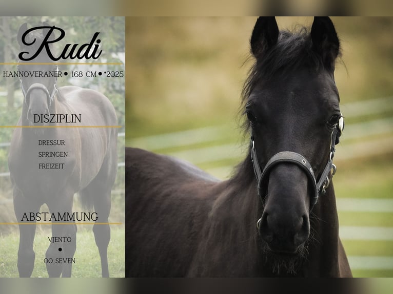 Hanoverian Gelding 1 year 16.1 hh Black in Nettersheim