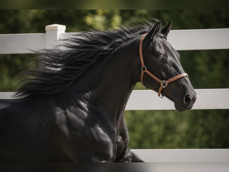 Hanoverian Gelding 1 year 16.2 hh Black in Nettersheim