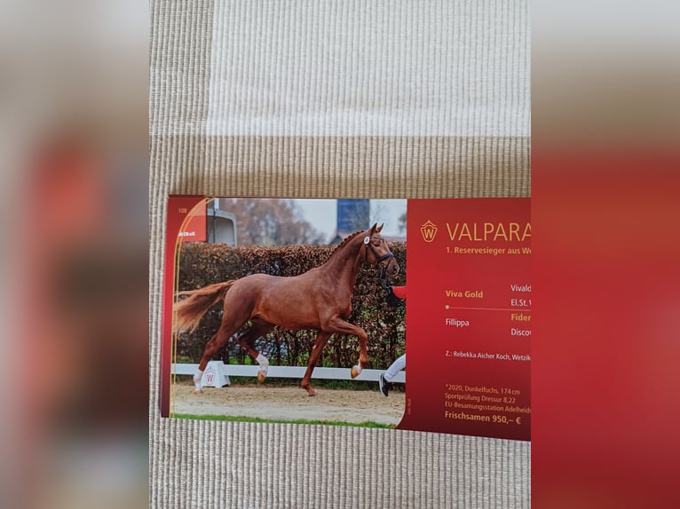 Hanoverian Gelding 1 year 16,2 hh Brown in Rinteln